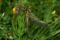 Dragonflies and Damselflies: Four-spotted Chaser - freshly emerged (Libellua quadrimaculata)